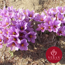 Load image into Gallery viewer, Original Premium Saffron Khatam Ring (5 grams)